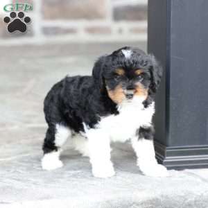 Kinsley, Cavapoo Puppy